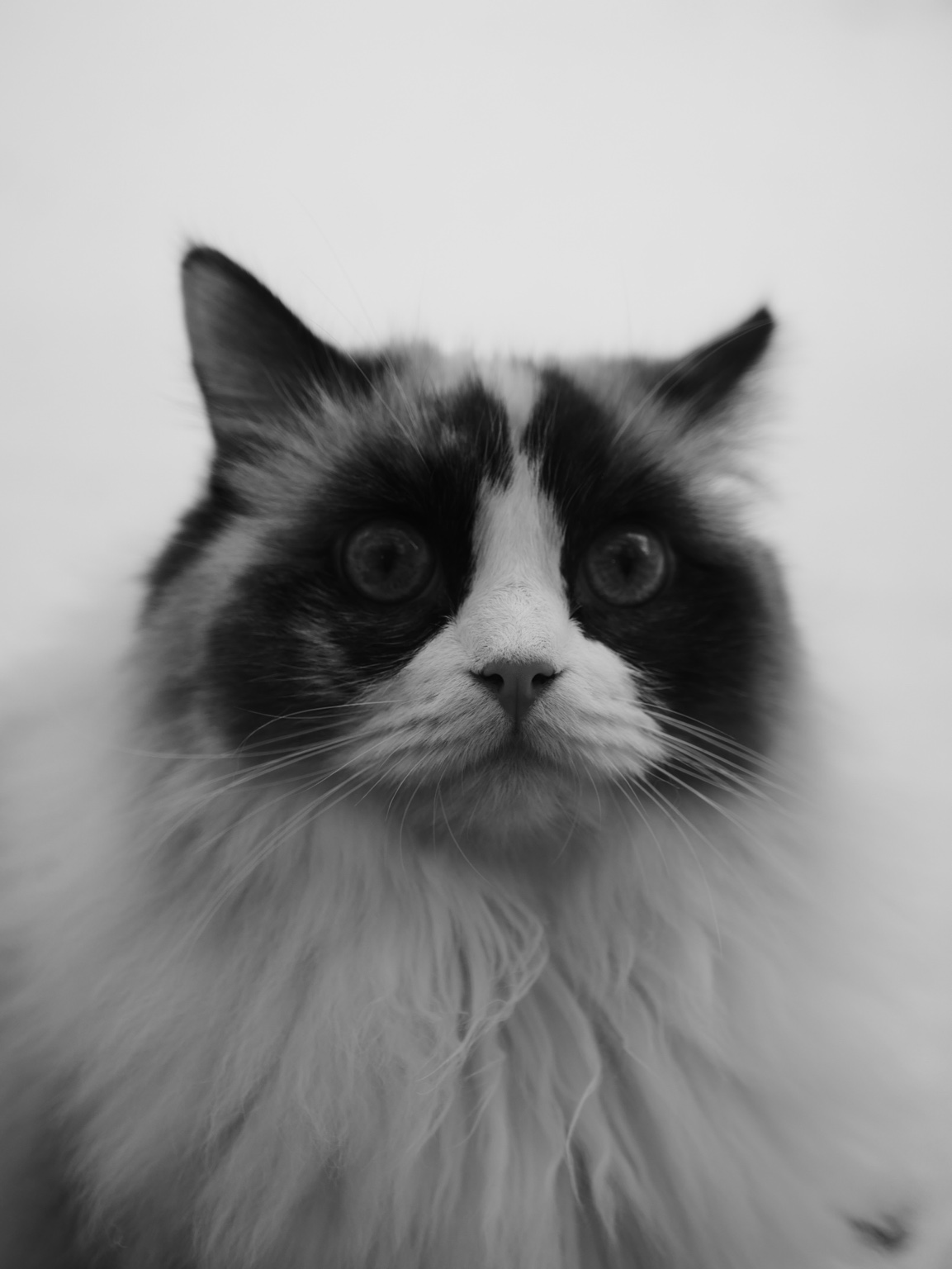 Fotografi av en katt